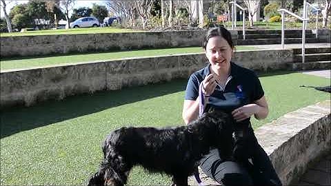 Condition the Bridge Clicker Training