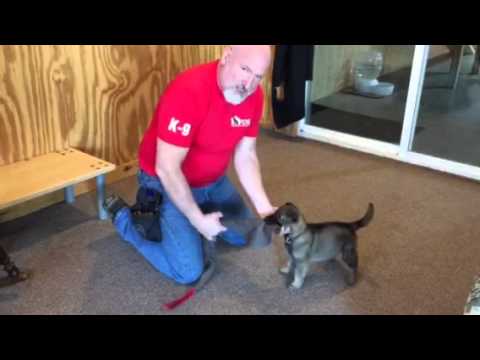 best protection dogs for first time owners Icon von Prufenpuden