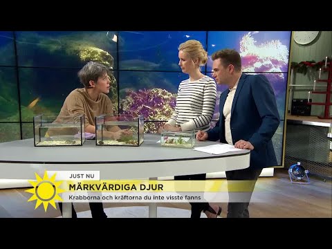 Video: Mänskliga hudutslag från hundar och katter