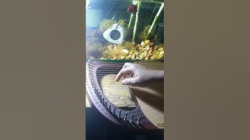 You Are My Sunshine | Lyre Harp Cover | Full