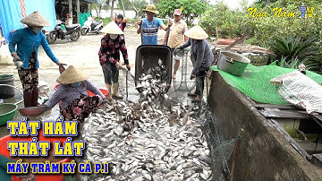 Bắt Cá Hầm Thát Lát Lâu Năm Bắt Hàng Trăm Ký Cá Thấy Mê Mắt P.1/Fishing/NGÃ NĂM TV