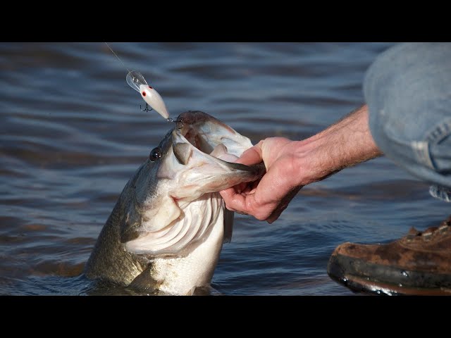 Picking Bass Lures to Fish Each Season” Day 2: Choose Crankbaits to Fish  for Bass When - John In The WildJohn In The Wild