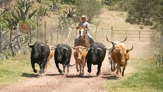 Peleas y Arreo de toros, huamantladas, poema ELÍAS RUVALCABA (Minotauro)