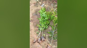 Bán buôn cây nguyệt quế nhân giống từ hạt 0977973535