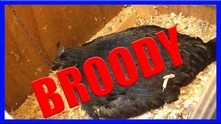Easiest Way to Break a Broody Hen