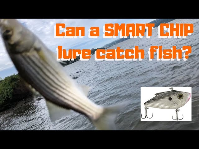 baitcaster rod amazon Baitcasting Fishing Rods dark tip and a Daiwa BG 60 spin Model:Sealine LC 40 (Left Hand) bass popper