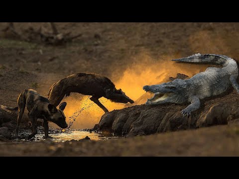 Watch These Bold Dogs Chase off an Intruding Crocodile - A-Z Animals