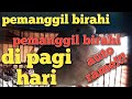 AMPUH!!!_suara burung perkutut pemanggil birahi