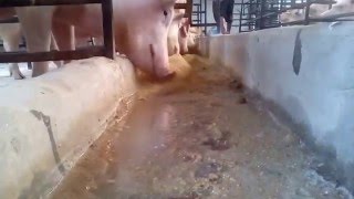 pig farming in india
