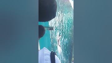 Show diễn cá heo tại Safari World Thái Lan