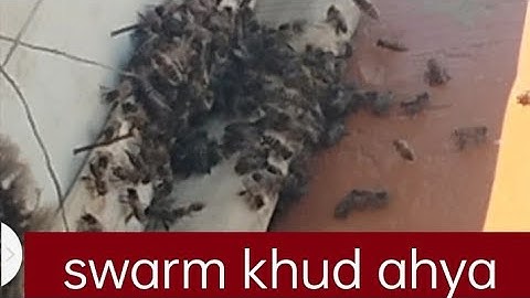 Apis cerana bee swarm automatically entered in my baith hive #swarm #utubeshorts #howto