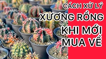 Cách xử lý cây xương rồng đột biến khi mới mua về/Xương Rồng BMT #22