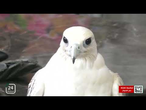 جير بيور يأتي من شرق آسيا ويمتاز في المناطق الباردة وقمم الجبال السودان