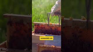 Wie Bienen Aus Nektar Honig Machen.