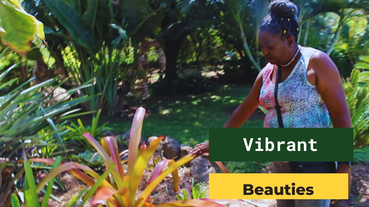 Beautiful Bromiliads | Exotic Gardens