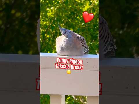 This Pigeon S Break Will Make You Smile