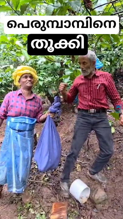 What is this - Worker picks up a python - Big #python caught in a coffee plantation - #snake