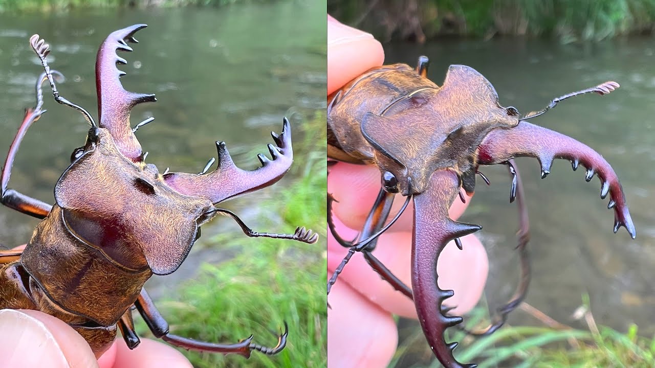 I caught and observed a super rare stag beetle that lives
