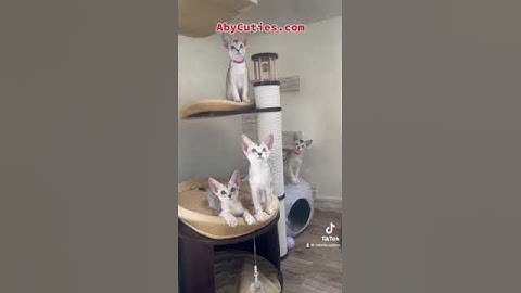 Video 2316721: animals cat pets abyssinian, abyssinian kitten animals cat, silver abyssinian