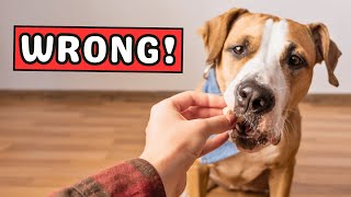 How to TRAIN a Dog Effectively ✅ Best TIPS and TRICKS in 2024