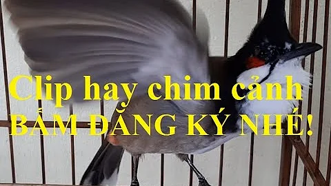 chao mao tan chau Chao Mao Tan Chau
