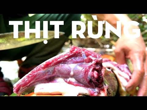 Video BÍ ẨN DƯỚI GỐC CÂY/TỰ THỢ RỪNG/CHIẾN BINH RỪNG XANH - youtube