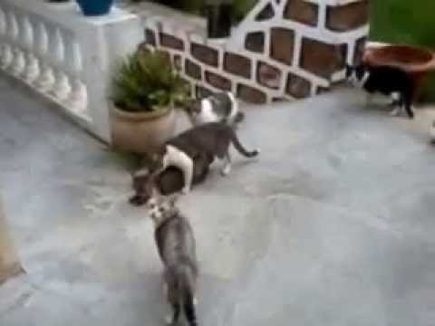 Cat Gang Bang