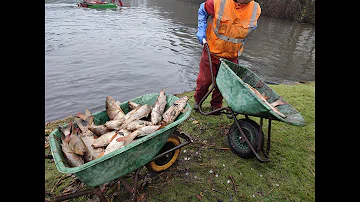 Massale vissterfte bij de Terp in Wieringerwerf