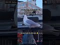 help me prove the bird we well do it for him lol #30daychallenge #underdog #90subs #viral