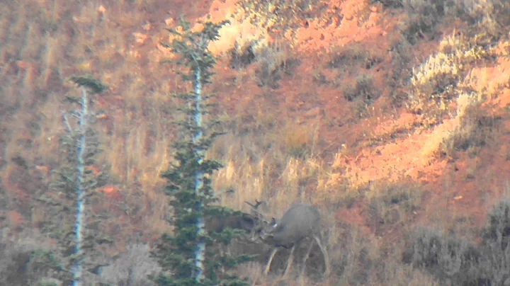 2014 Utah General Season Rifle Hunt