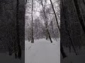 зимний лес в снегу