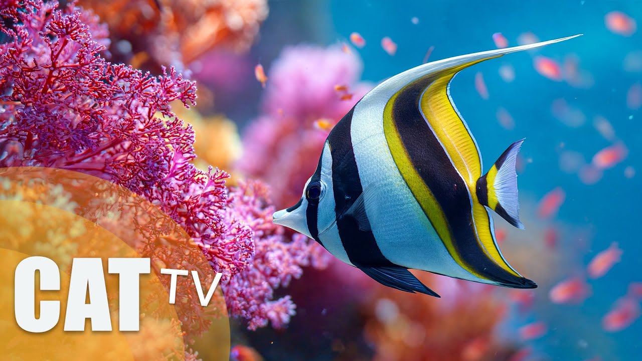 CAT TV 📺 - 12 hours of underwater fish videos for cats! Relaxing music for cats (FISH TV)