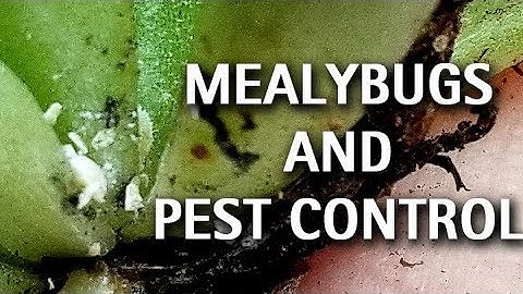 Succulents - Mealybugs and Pest Control