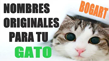 ¿Cuál es el nombre de gato más raro?