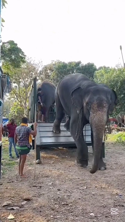 කොළඹ ආපු තරිදු පුතා💗❤💖ලෝබ නැතිව චැනල් එක සබ්ස්ක්‍රයිබ් කරමු | elephant  | aratuwa #short #shorts