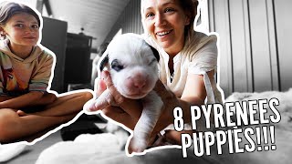 Surprised with 8 Great Pyrenees puppies!  A pupdate