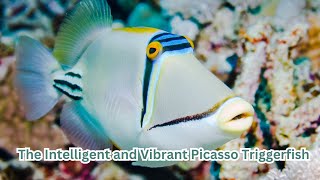 PicassoTriggerfish#UnderwaterWorld#FishBehavior#OceanCreatures#AquaticLife#Triggerfish#ColorfulFish