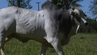 LOTE 23