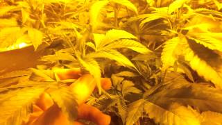 Psygen genetics