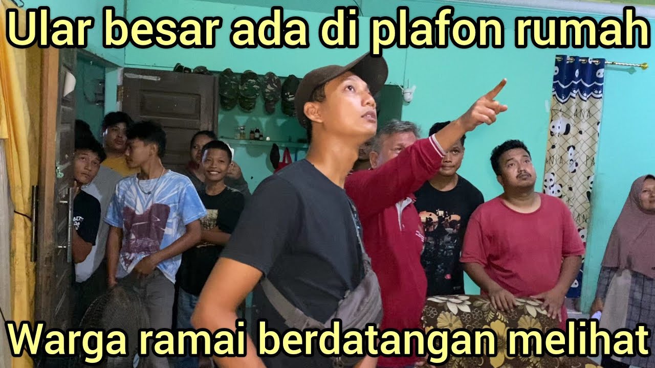 HEBOH EVAKUASI MALAM-MALAM ULAR BESAR DI PLAFON RUMAH WARGA KOK  BISA NAIK KE ATAS YA..?