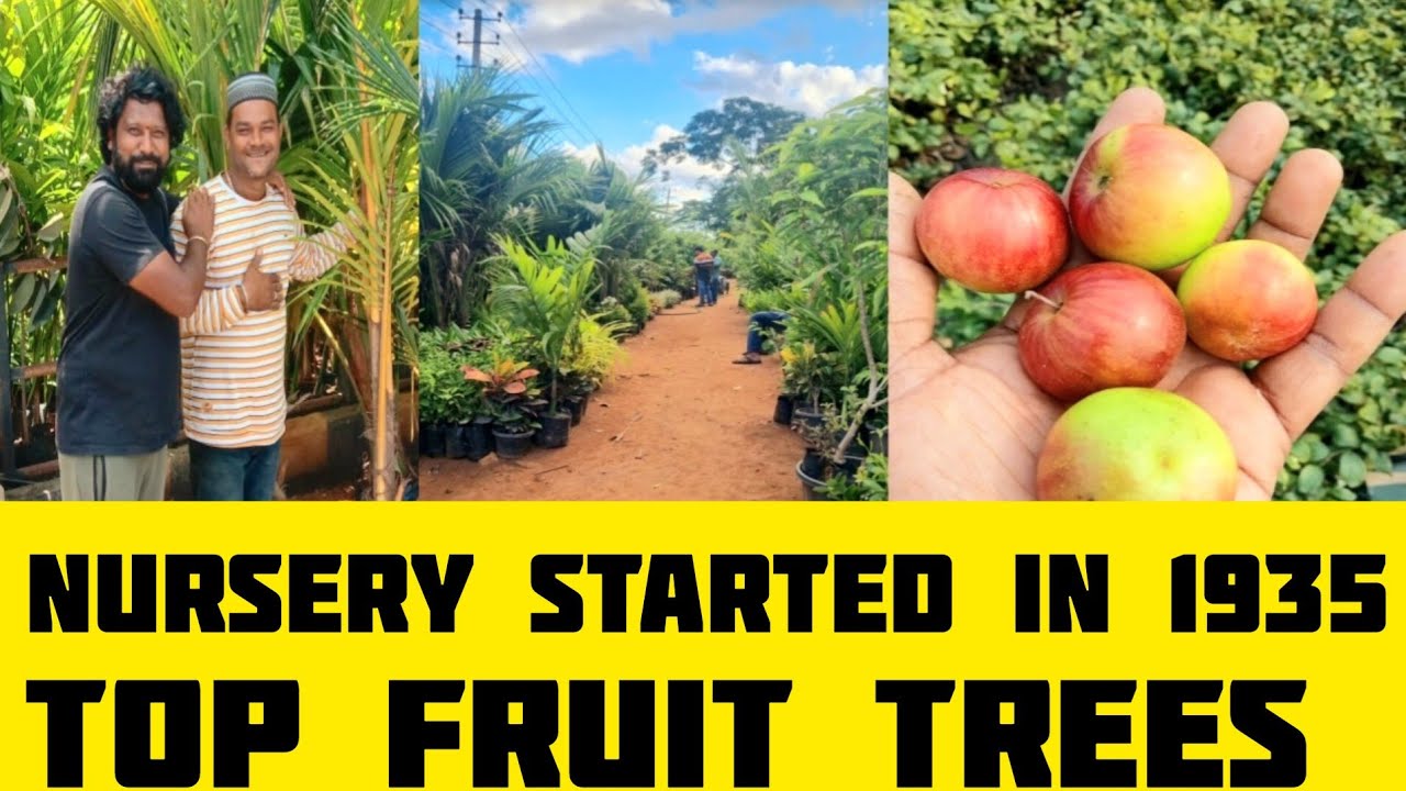 ll Discover the Enchanting World of Syed Ali Modern nursery channapatna ll