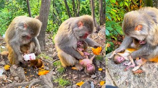 Celebrity The mother monkey cannot take care of two baby monkeys at the same time, what a pity Wealth
