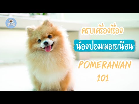 ปอม เมอเรเนียน ครบเครื่องเรื่องน้องปอม Pomeranian 101| SudPad-Dog