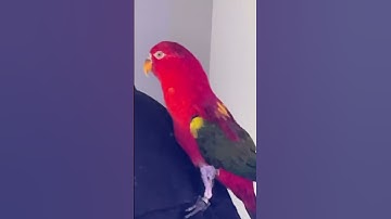 Kyle Thomas 💙 cupping isn’t worth it hahaha #kylethomas #shorts