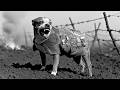 This Stray Mutt Was Done Watching His Friends Die in the Trenches!
