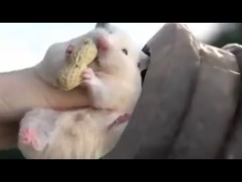 Hamster gets shot out of a cannon
