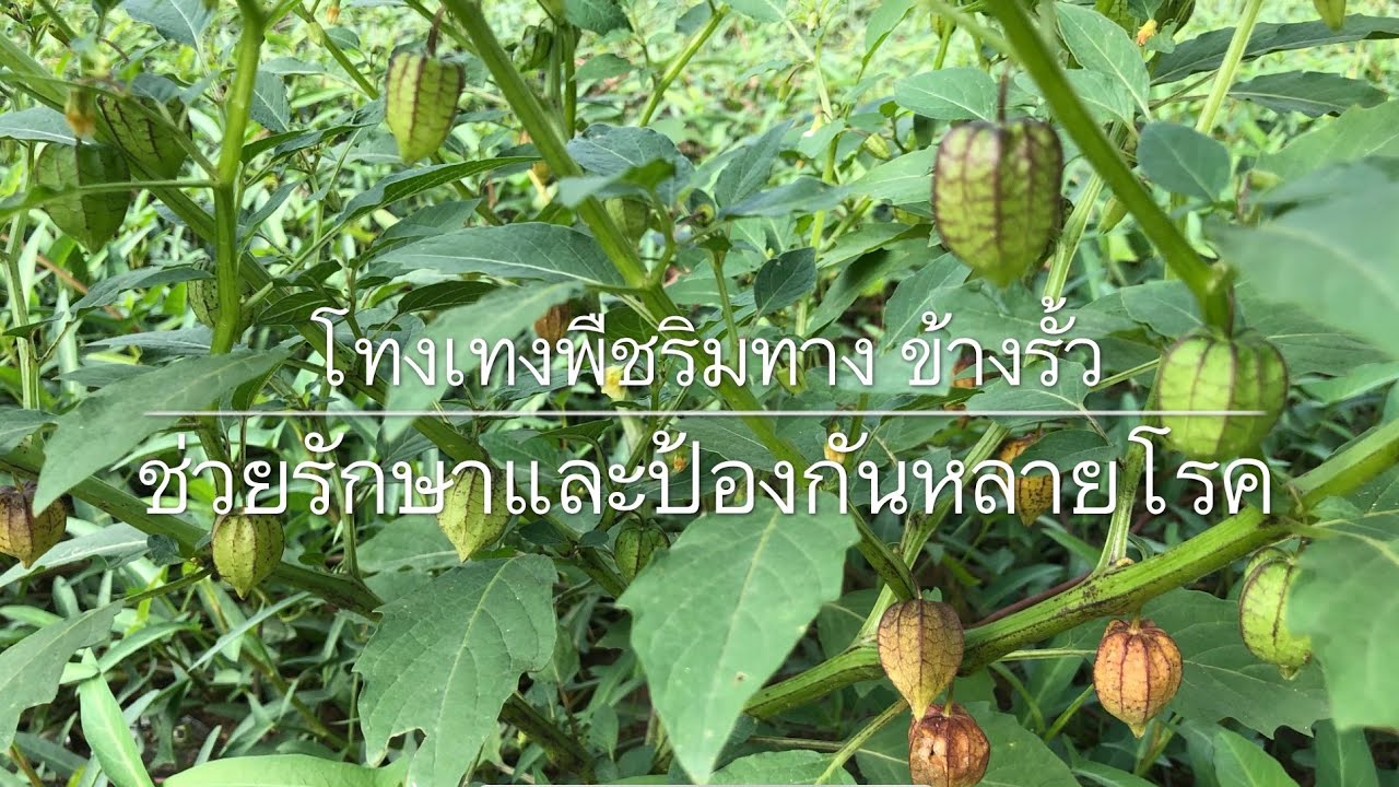 โทงเทง พืชมหัศจรรย์ตั้งแต่รากถึงผลใช้รักษาได้หลายโรค Cape Gooseberry June 12,2019