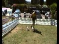 addestramento cani da tartufo - dimostrazione pratica a Guardistallo (Cecina)