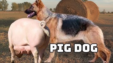 PIG DOG Het ONVERWACHTE, waargebeurde verhaal van de bizarre vriendschap tussen Buddy en Piggy