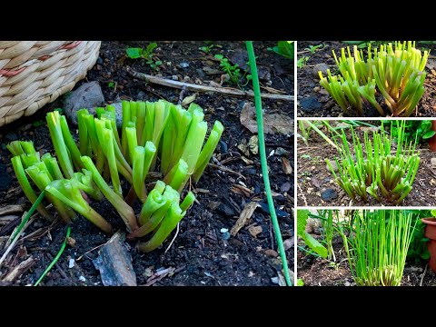 Video: Gräslök i trädgården: Information om att odla och skörda gräslök